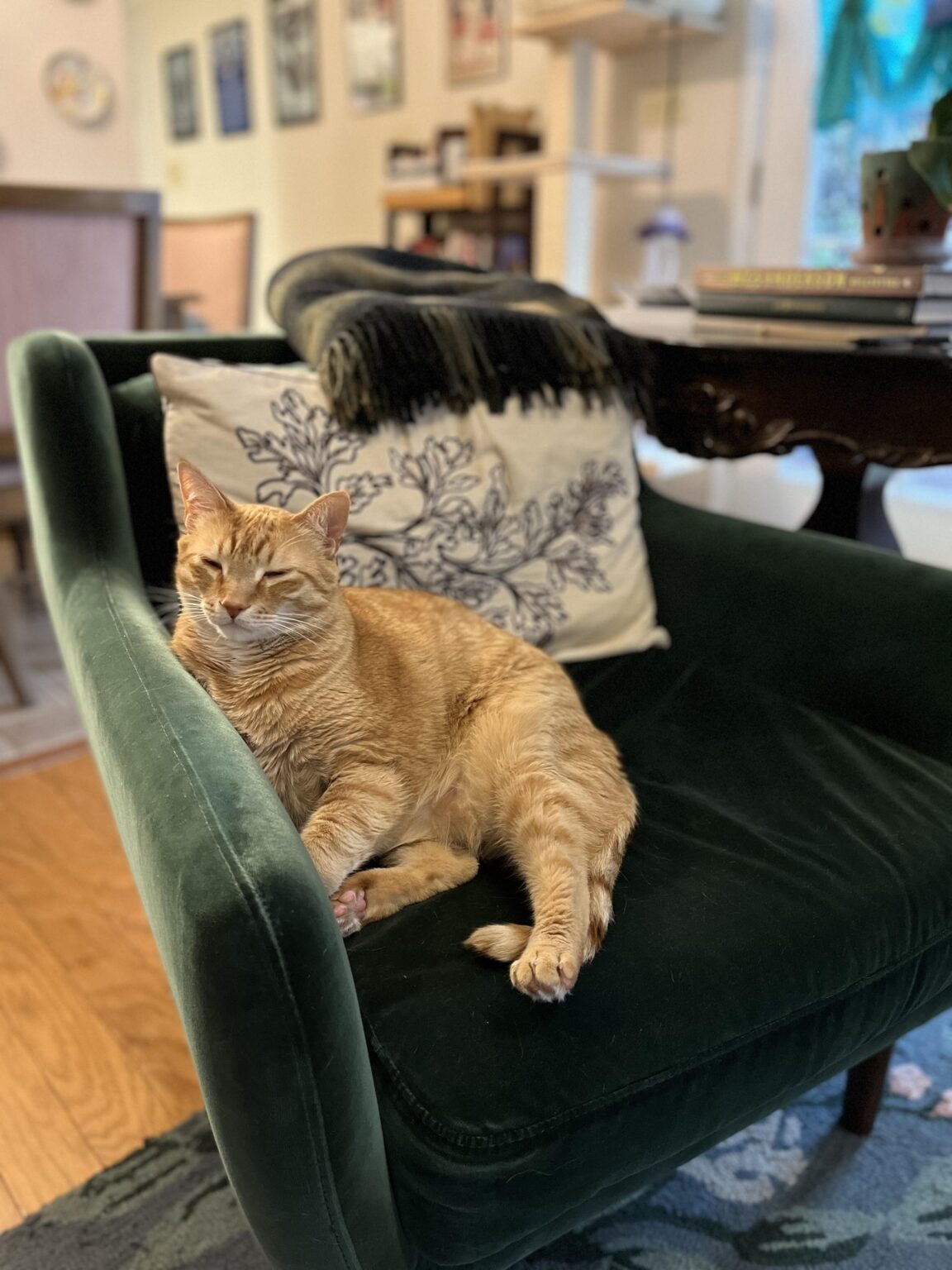 Vet in Athens GA Veterinarian Athens Boulevard Animal Hospital