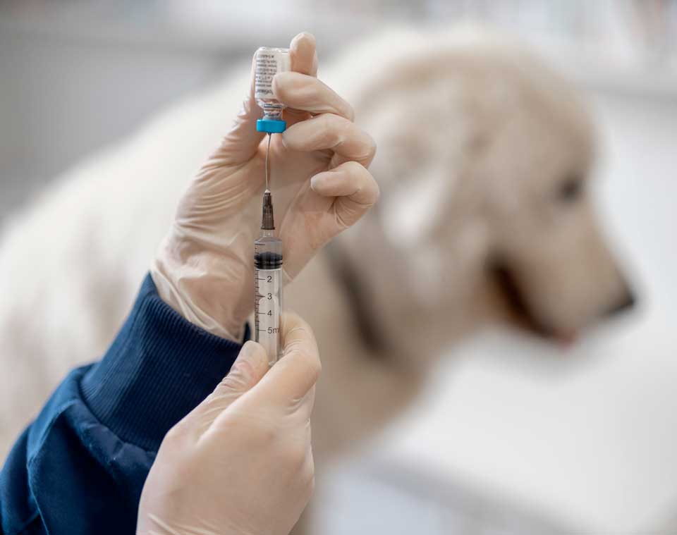 Cat and Dog Vaccinations in Athens, GA