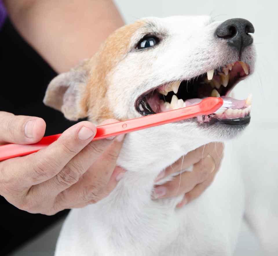 Vet best sale dental clinic