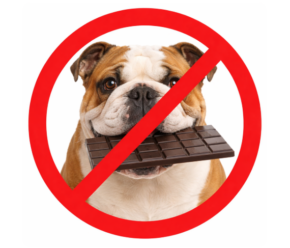 Chocolate Toxicity in Dogs