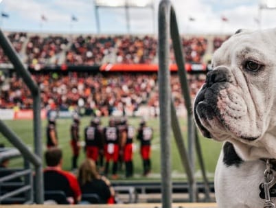 UGA Mascot