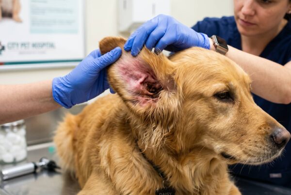 dog ear yeast